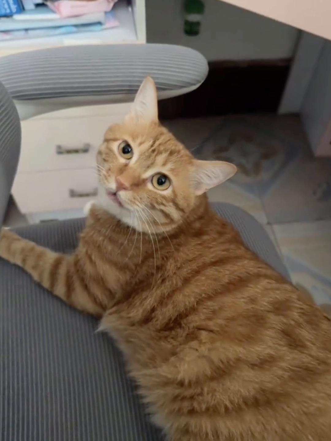 @cutekitten37
