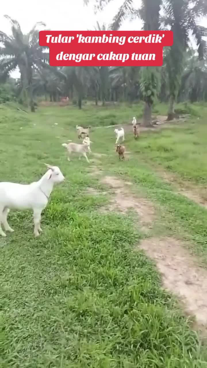 @PUTERA SEMANTAN