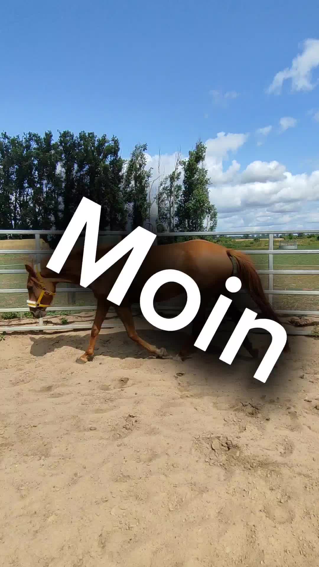 @Horses 🫶🌺