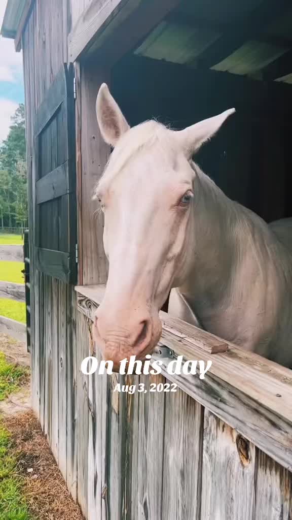 @MindsetEquestrian