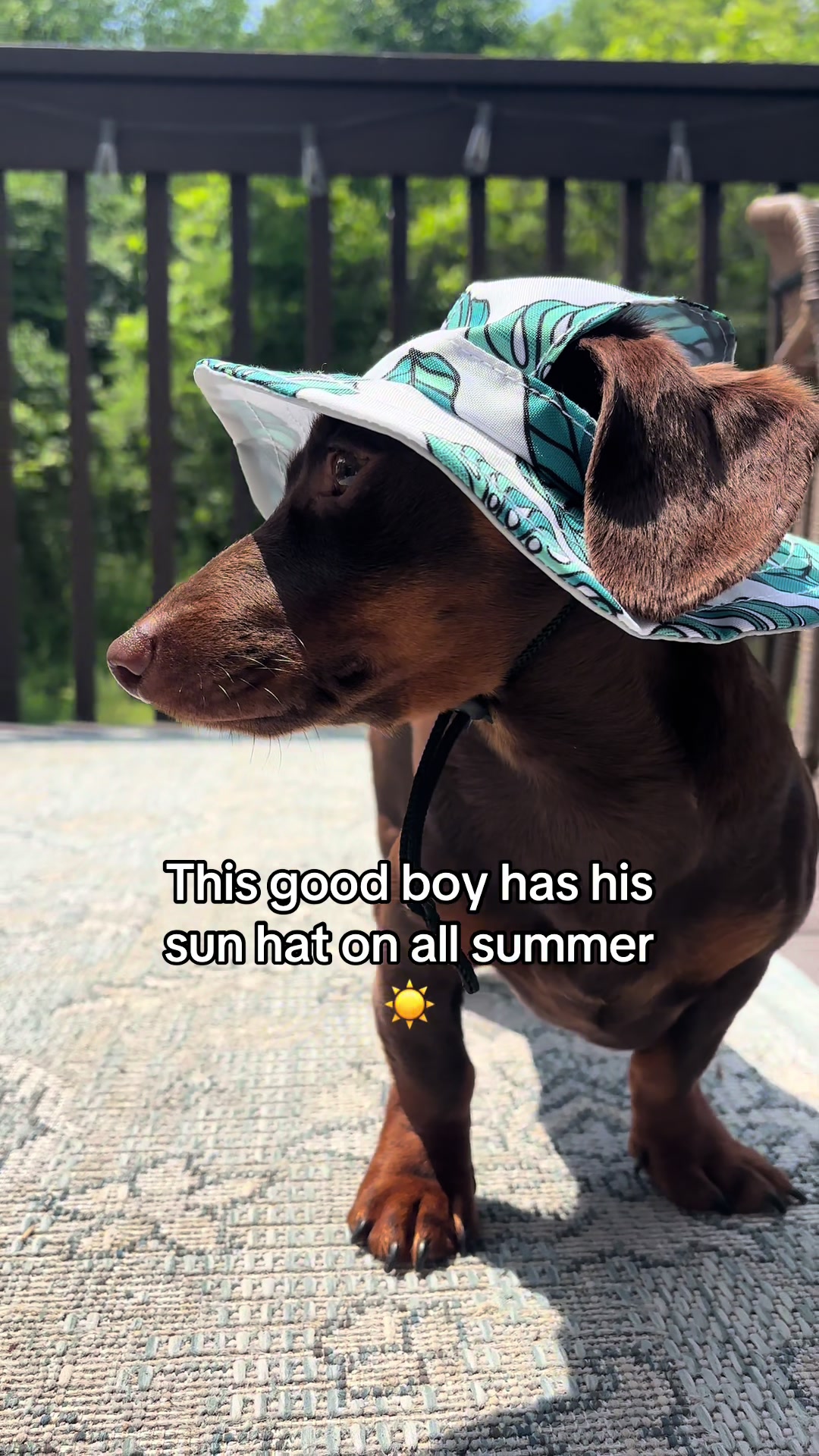 @Willie the Wiener Dog