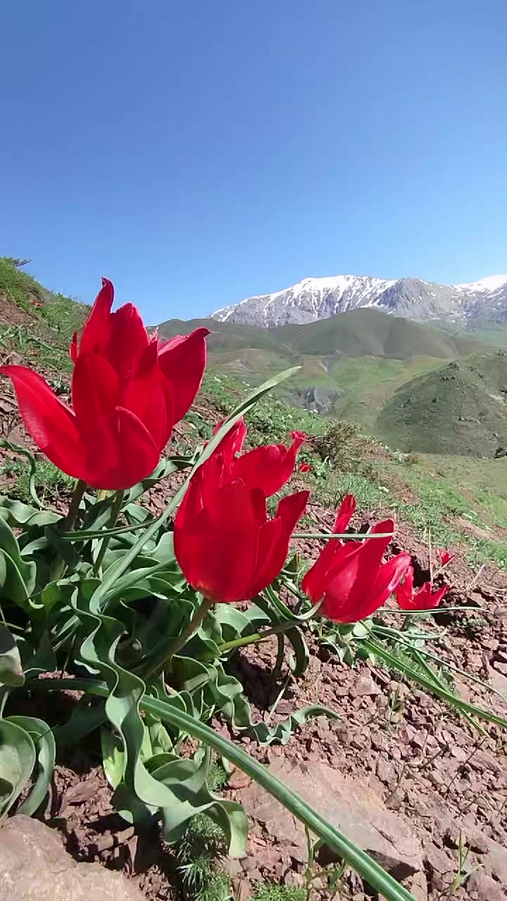 @Dilan Kur