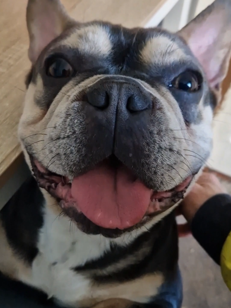 @Among in action🇩🇪
