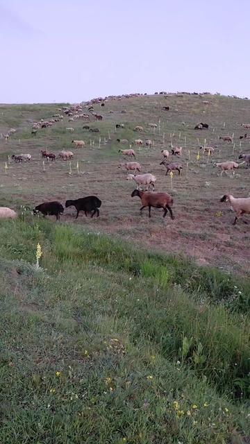 @1234Metin_kaniresli.1234