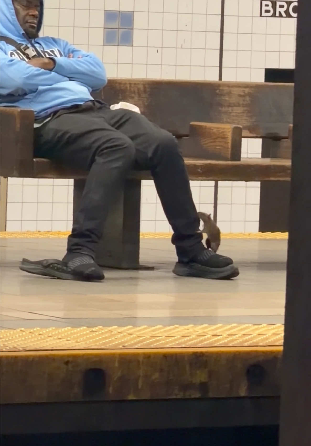 @SubwayCreatures