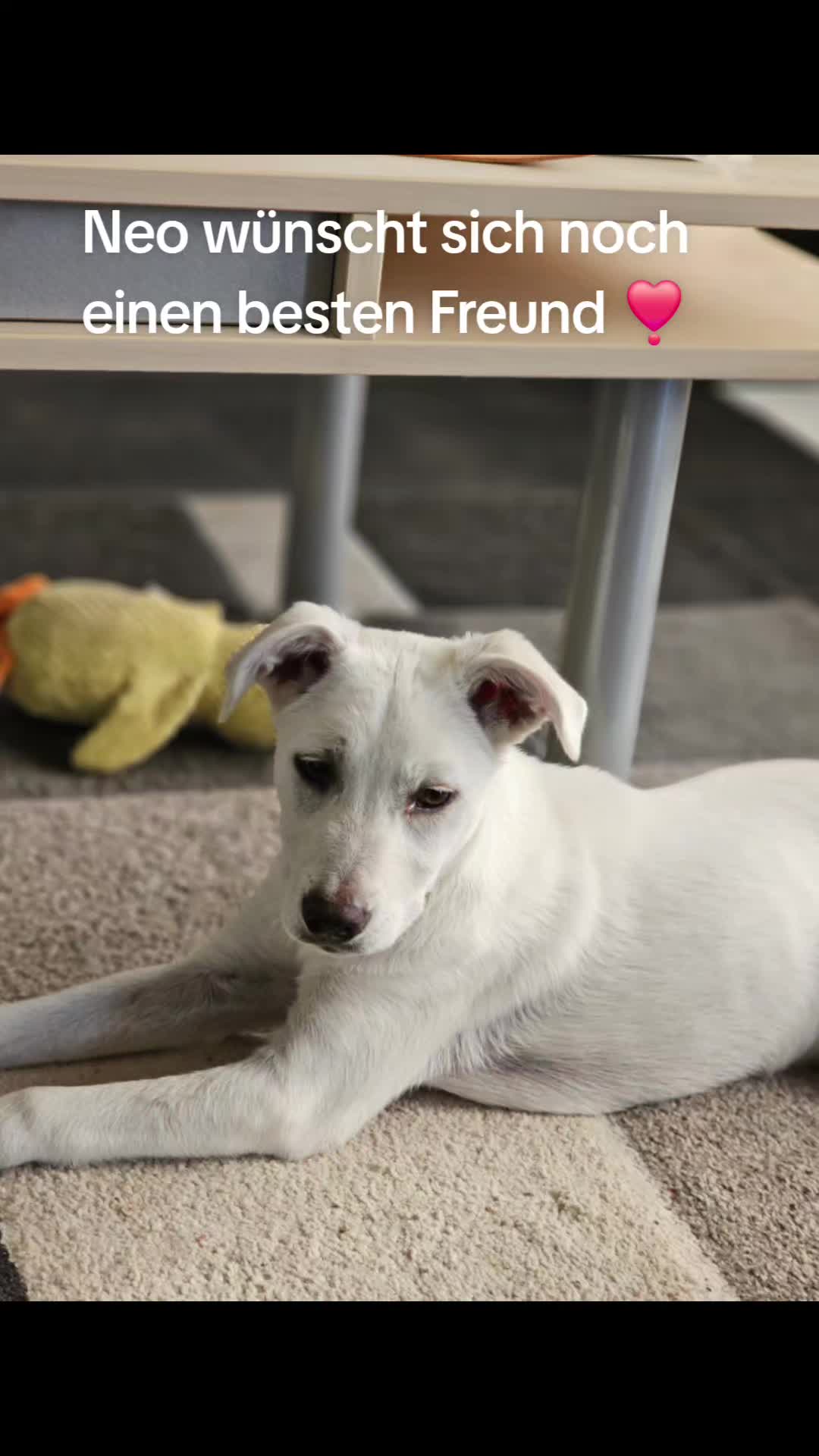 @❣️Chihuahua Benji best Dog❣️
