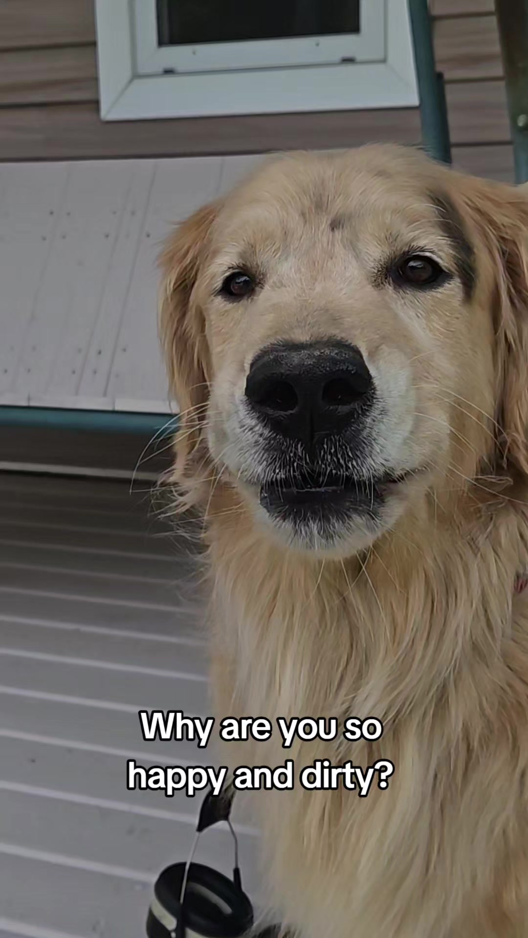 @🐶Griffin