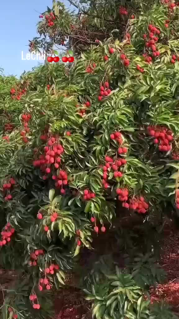 @mian__ali__1🫶