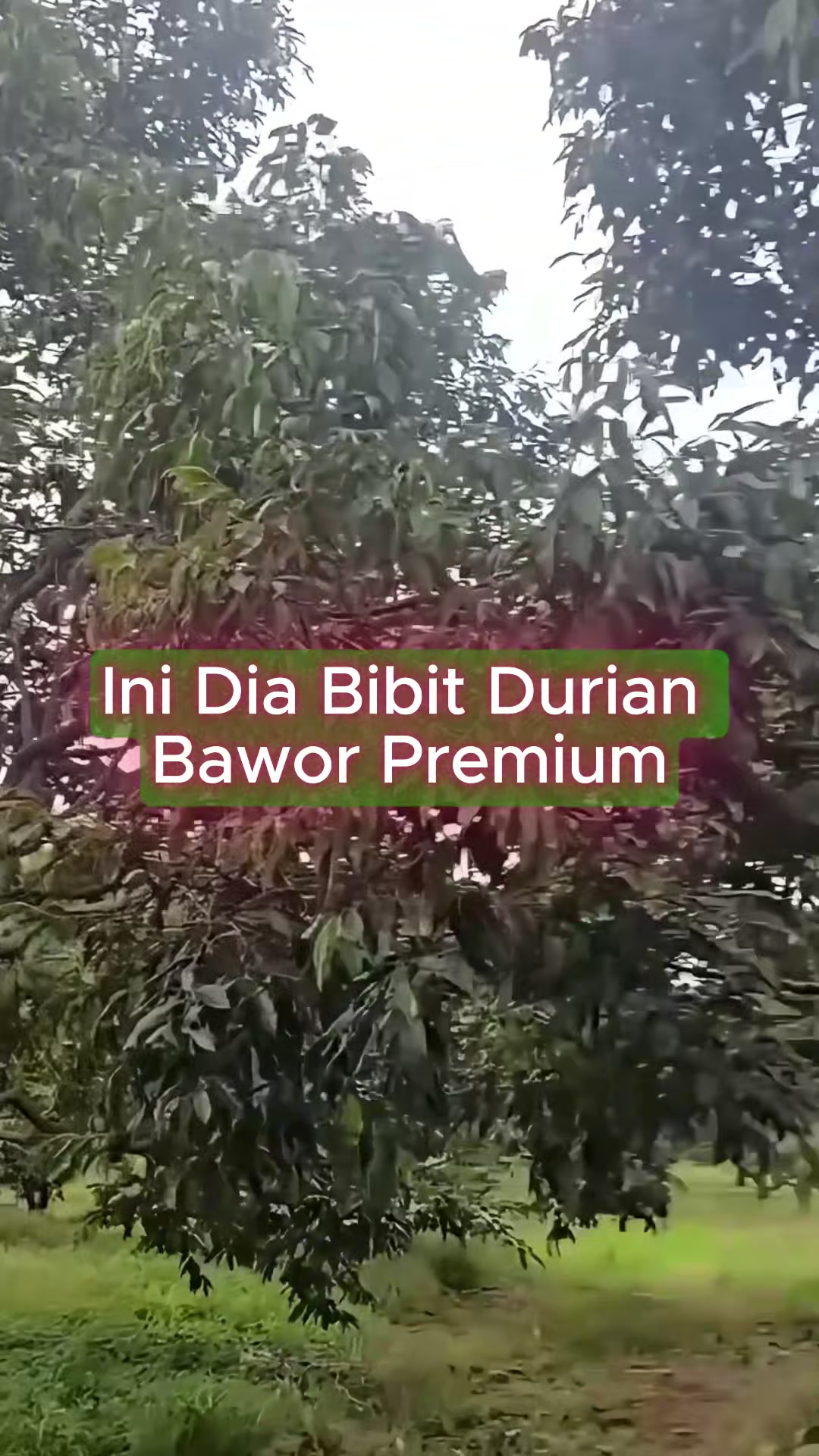 @RATU BIBIT