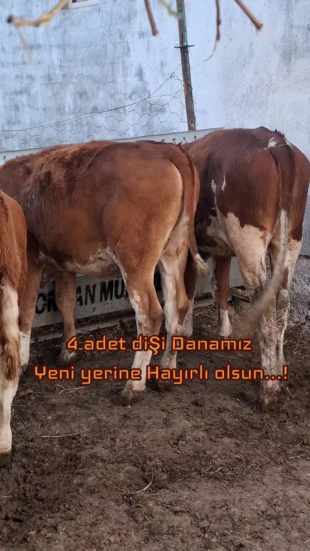 @✎﹏﹏𝐾𝑎𝑑𝑖𝑟 Ş𝑎ℎî𝑛﹏﹏