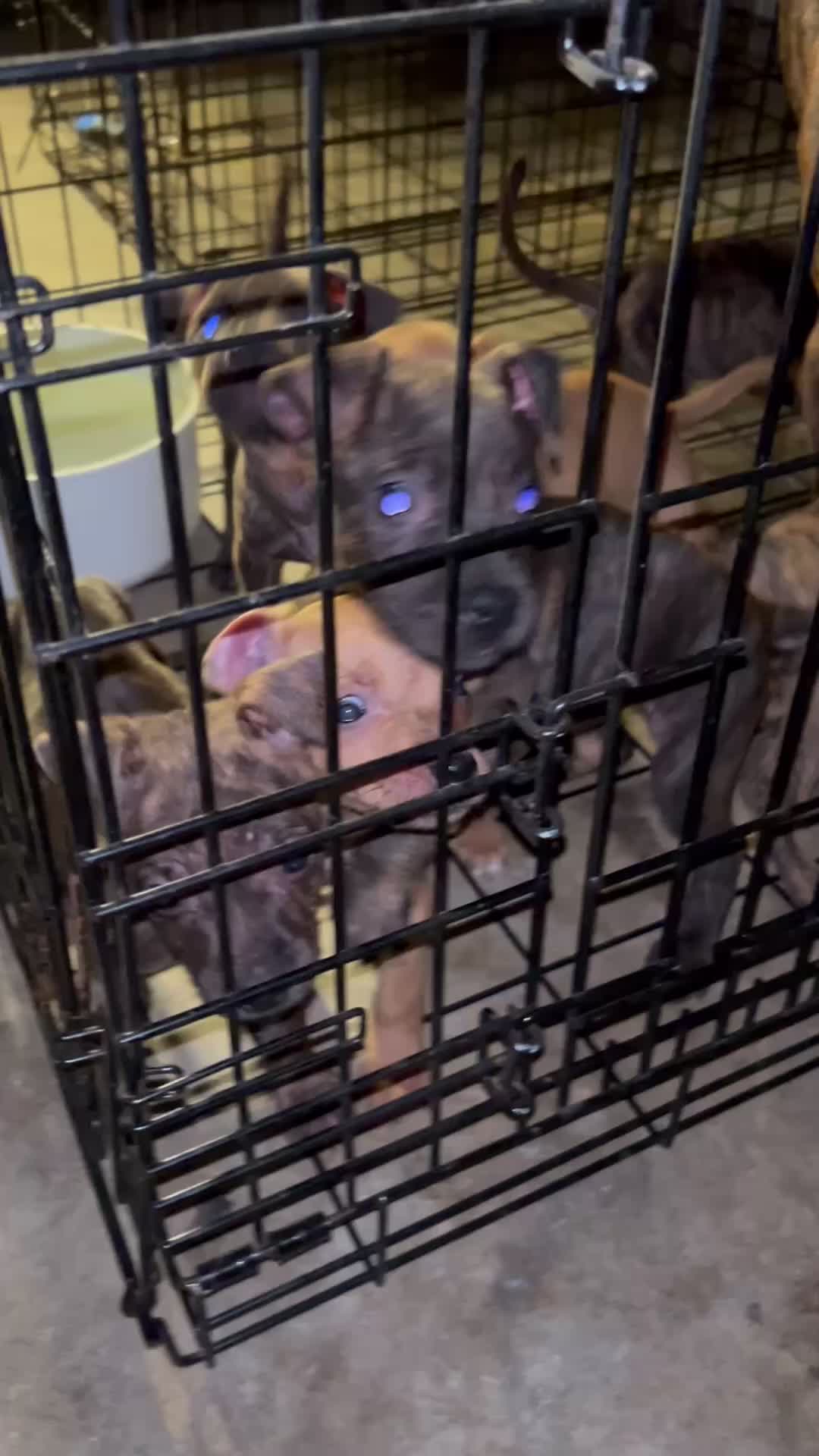 @Big Bookie Kennels