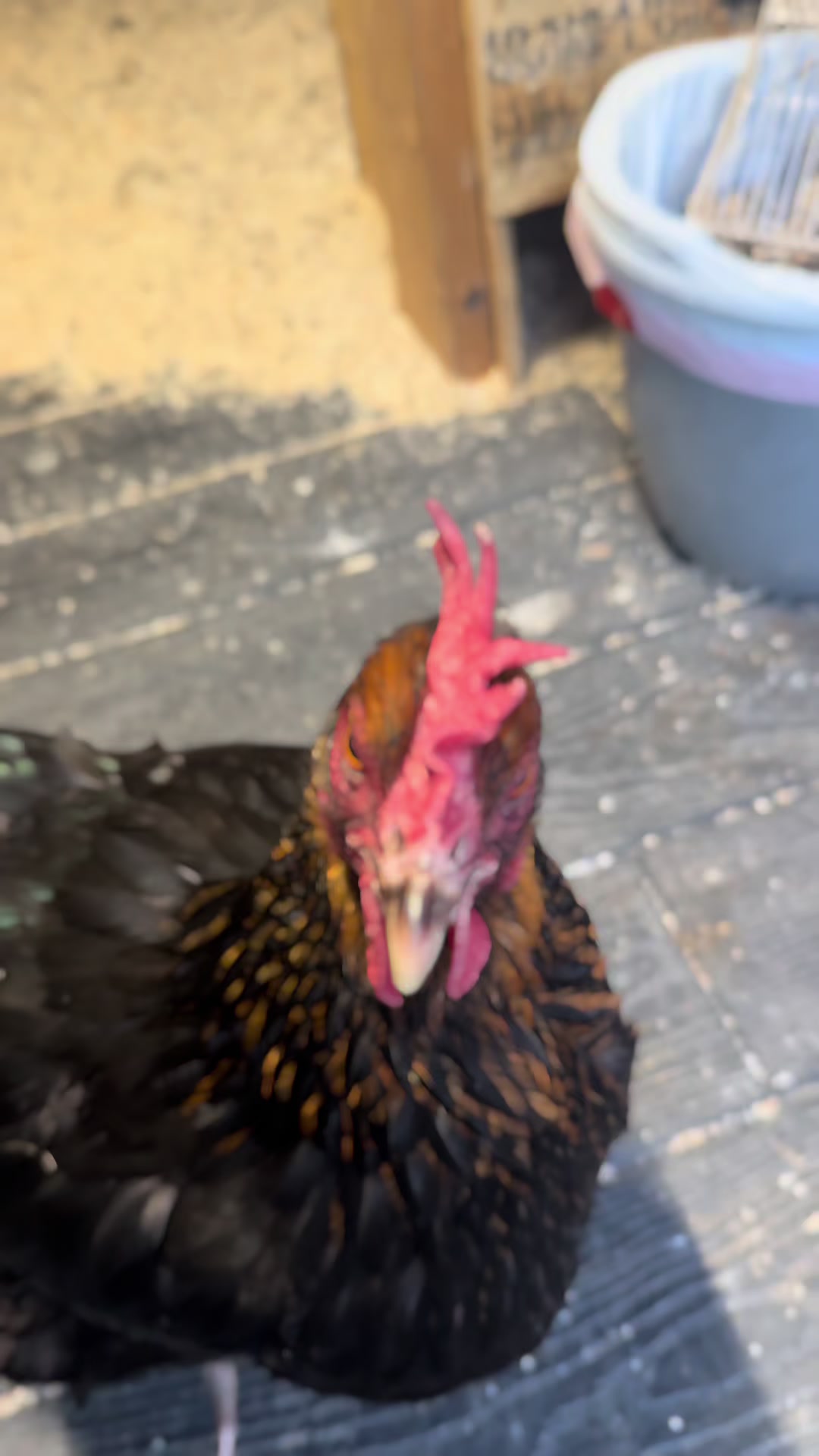 @HenStagram 📸🐔