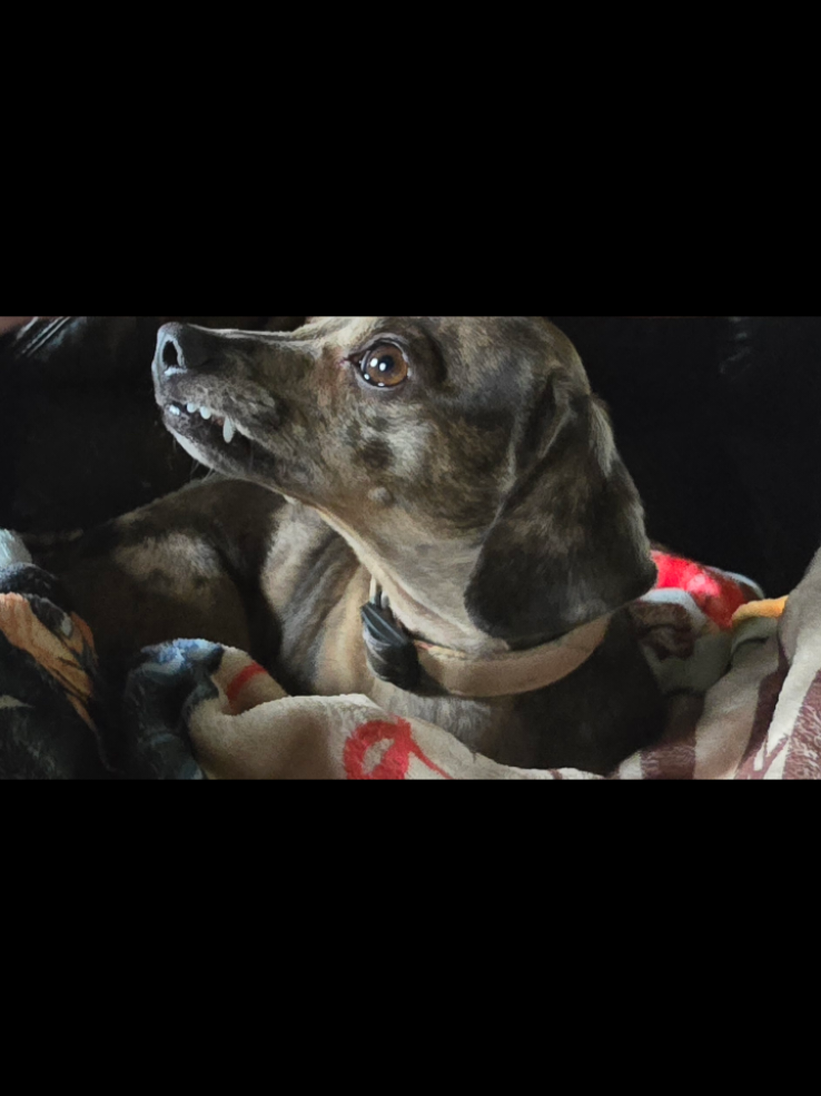@Dogs of Haunted Hill