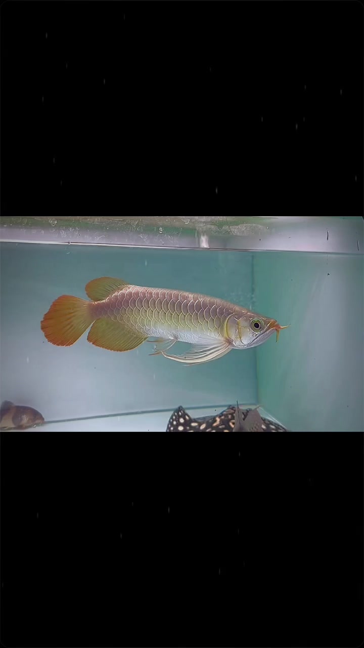 @網上動物