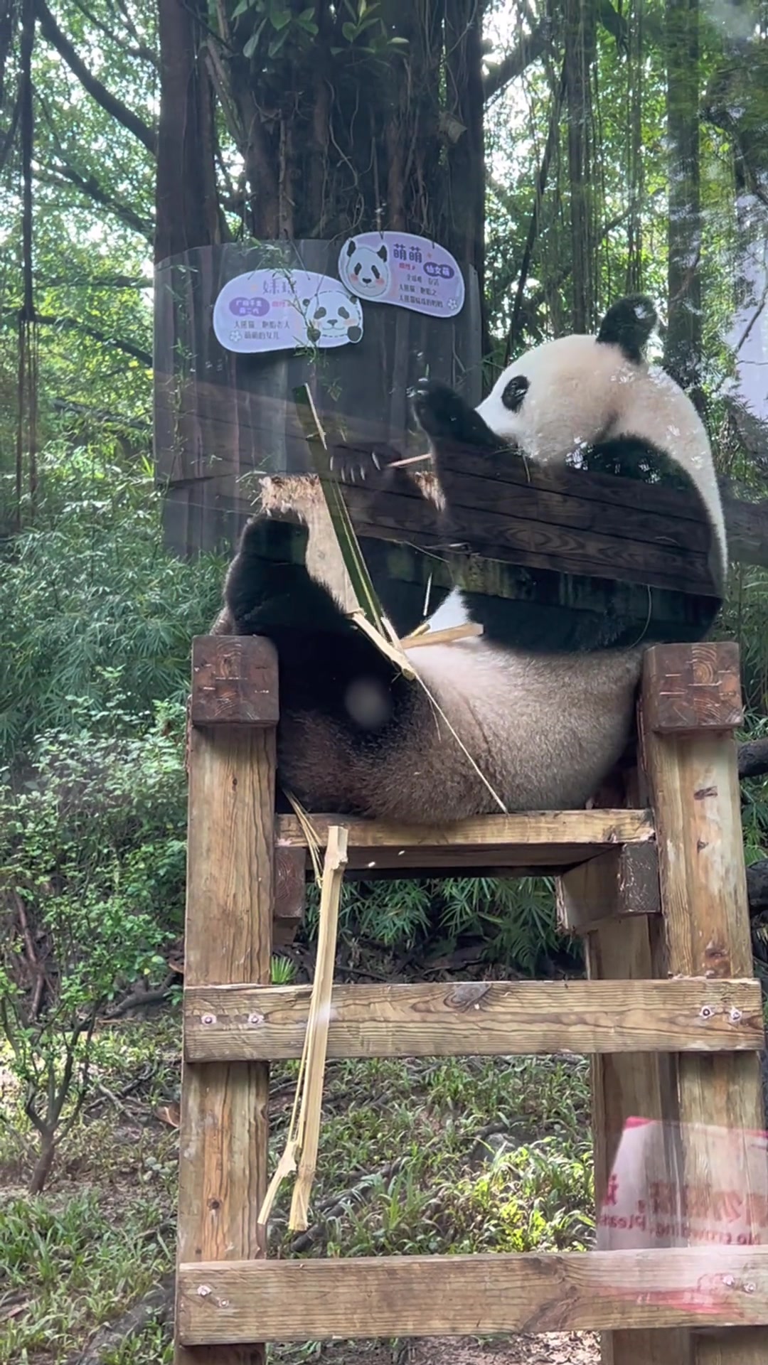 @熊猫妹珠🐼