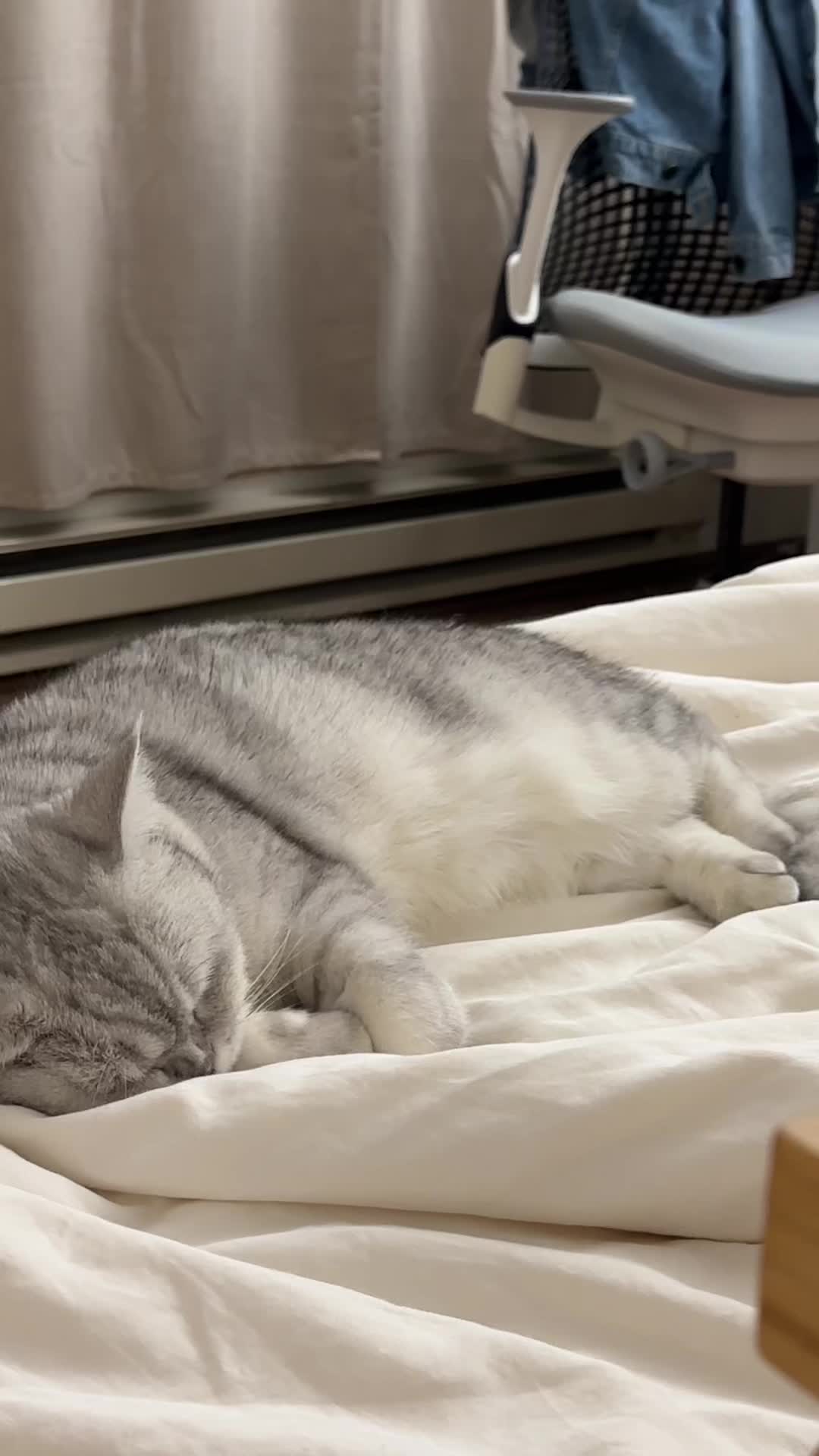 @riceballmeow88