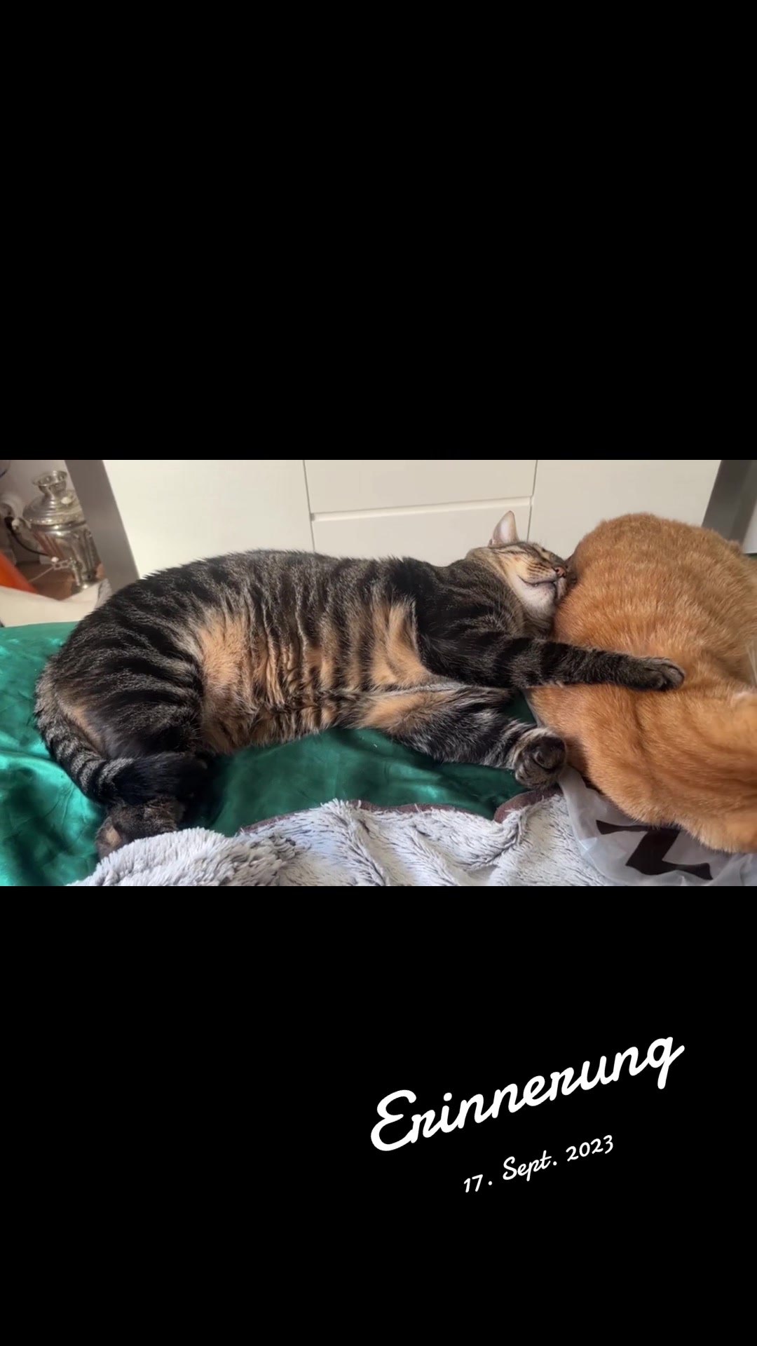 @Bea✌️mit Gang 🐕🐈🐈🐈⬛
