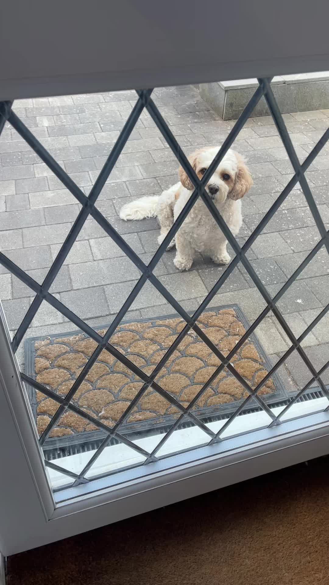 @My Cavachon