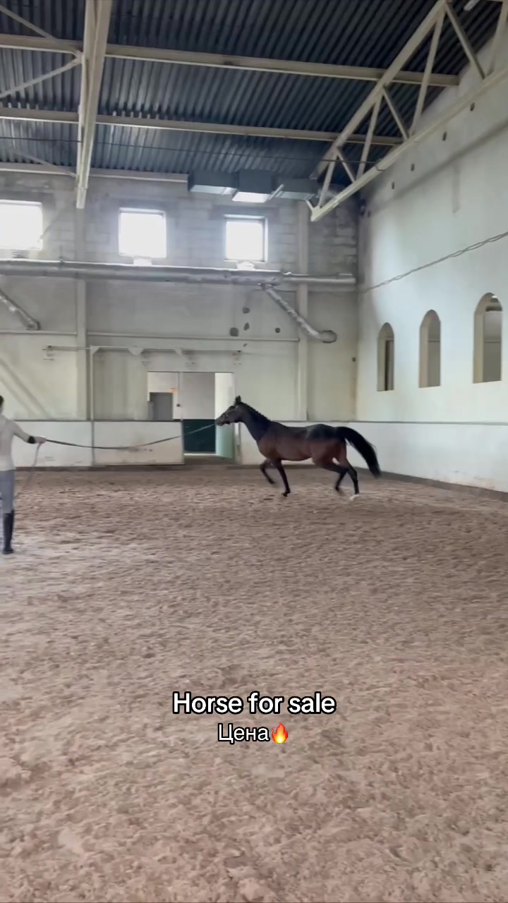 @Tгк:Margarita equestrian