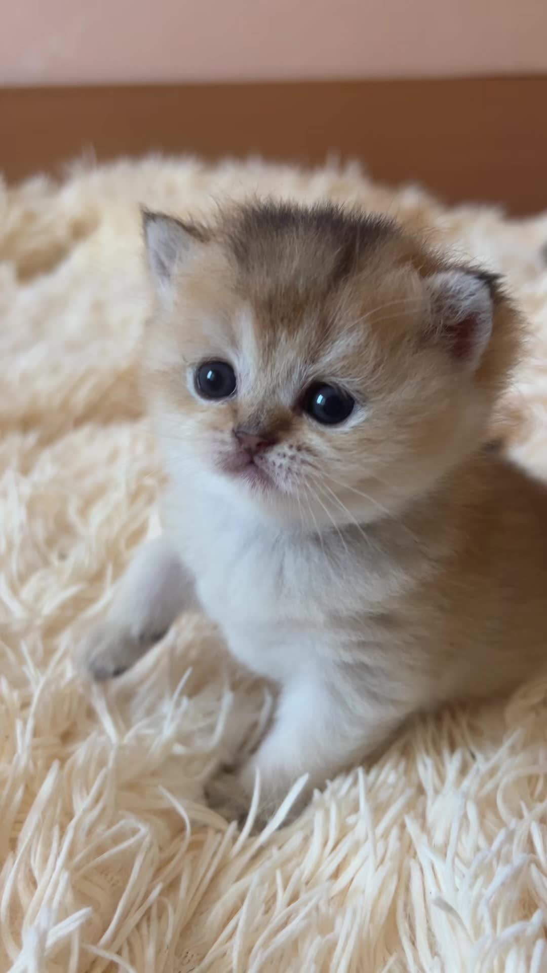 @🐈