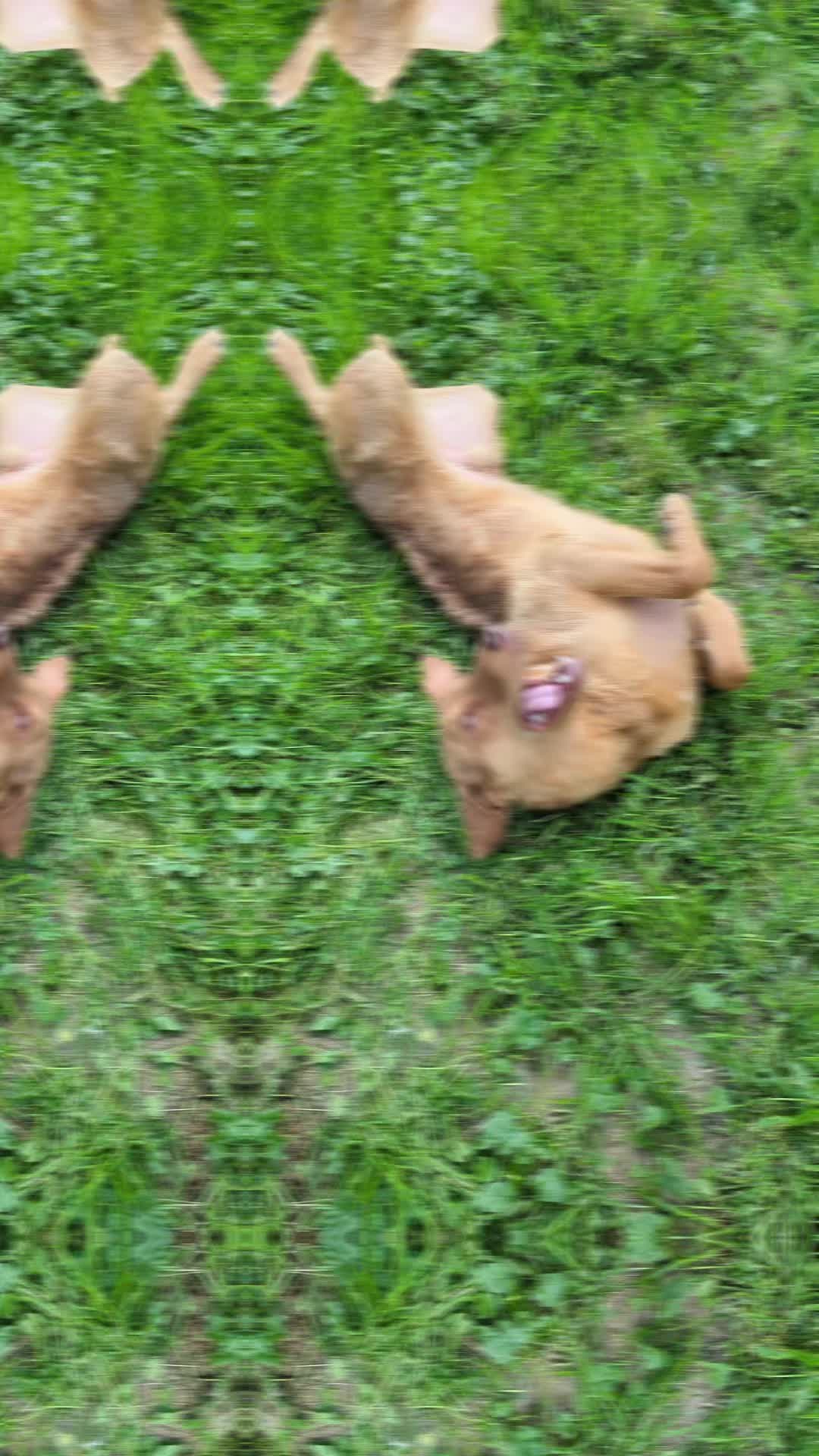 @DesertOasisKennels