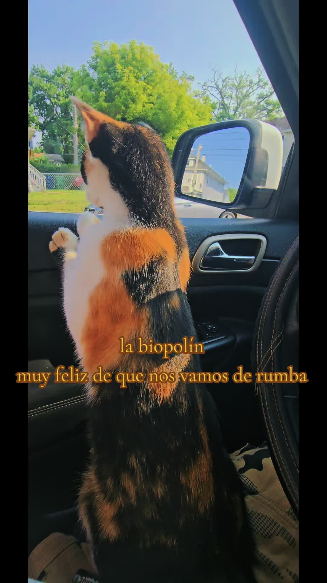 @🇲🇽Guli.Carrada 🐈&zwj;⬛