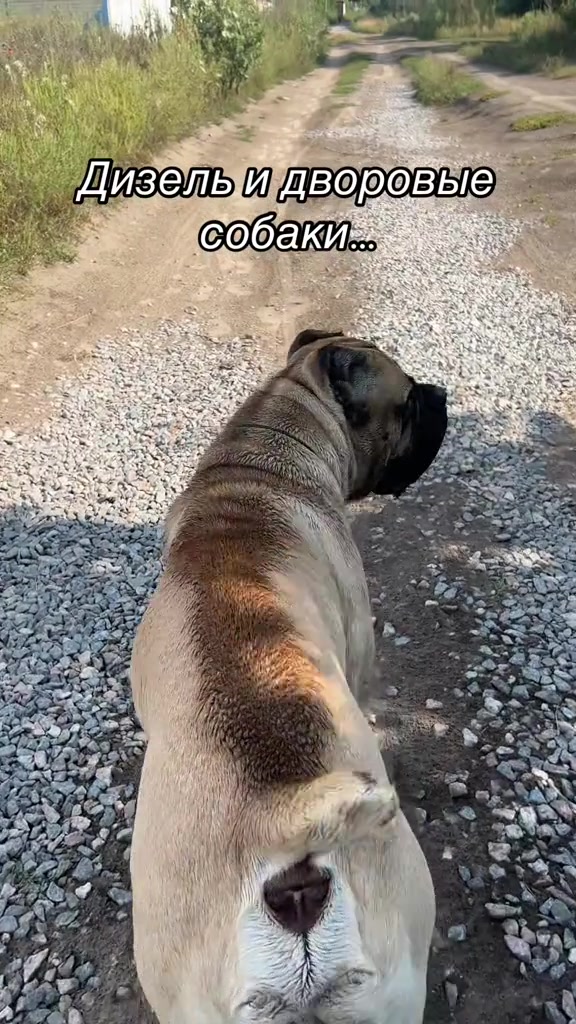 @ДИЗЕЛЬ кане корсо
