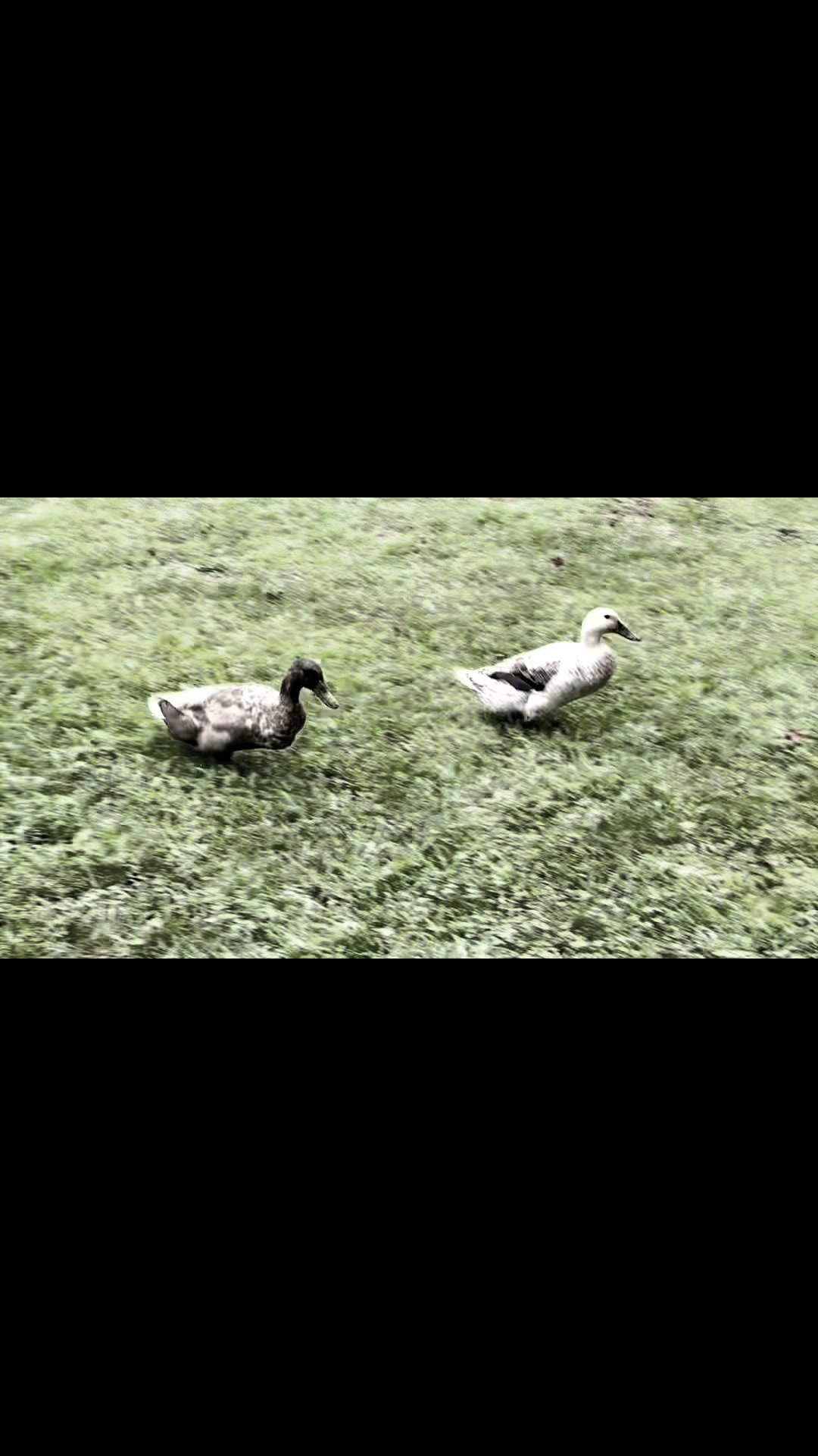 @✝️🌻🦆Mela’s Homestead🦆🌻🇵🇭