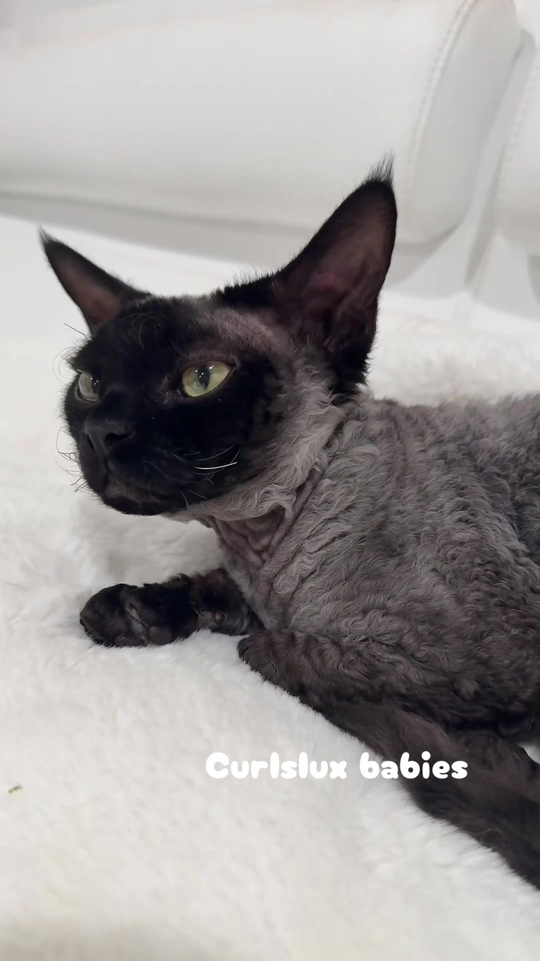@Curlslux cattery!!🇺🇸