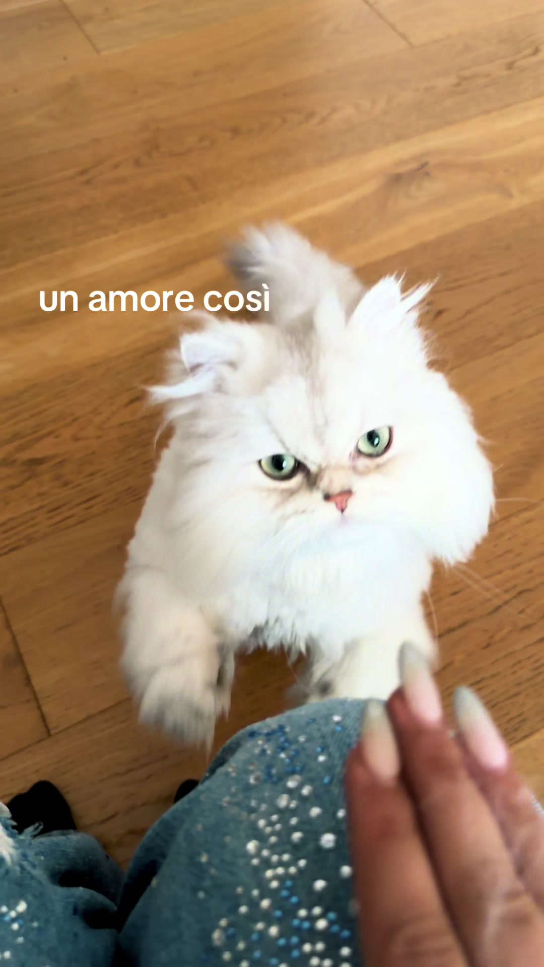 @alegalopp