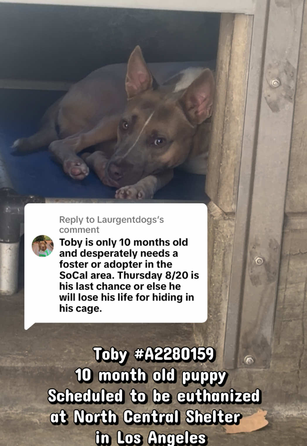 @Laurgentdogs