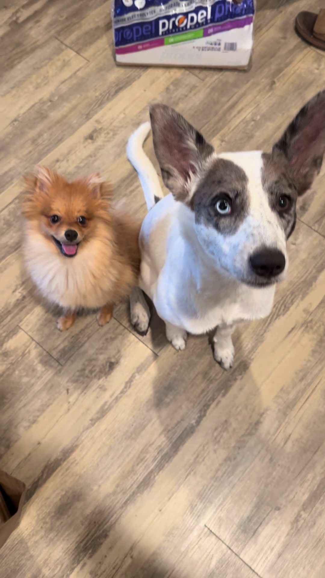 @tiffanysdiamonddogs