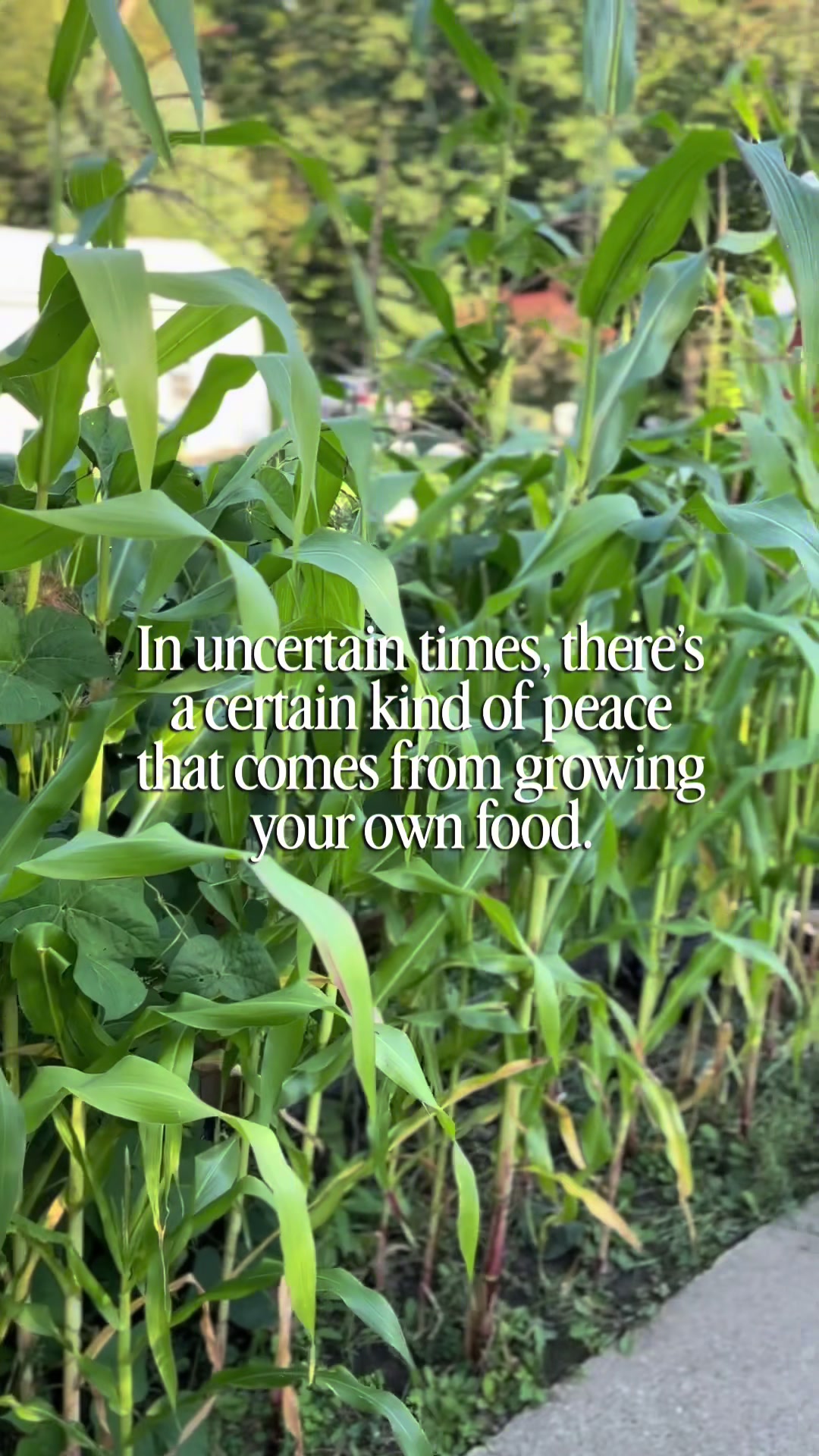 @Carli | Peace of Mind Garden