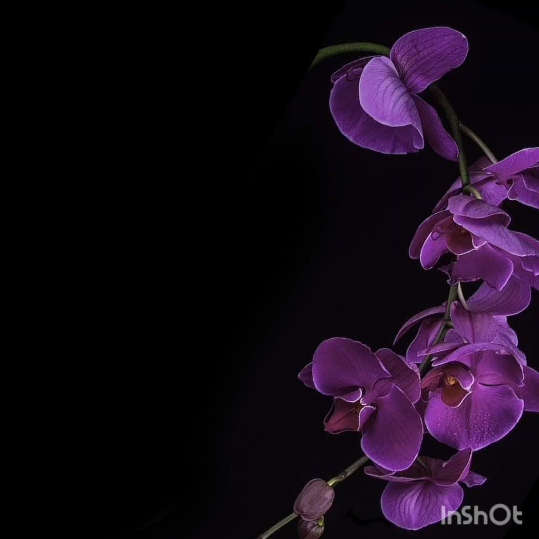 @editz.by.tani