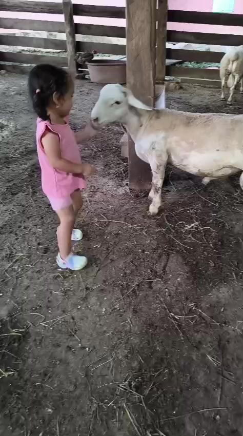 @maya