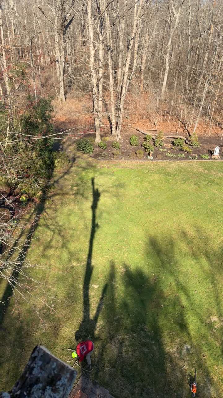 @Buzzsawtrees