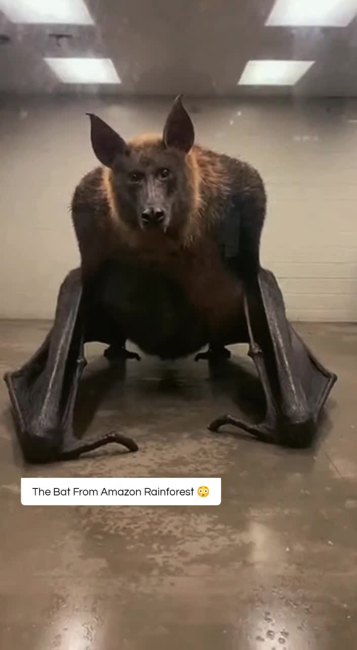 @Creep