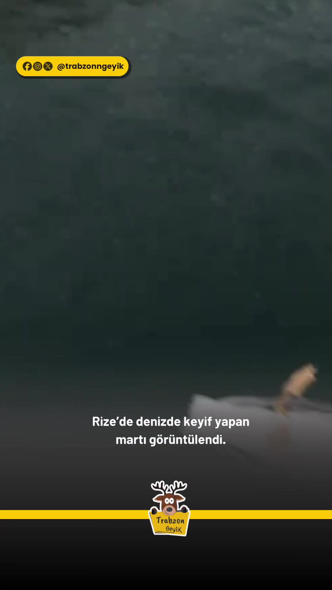 @Muğla Geyik