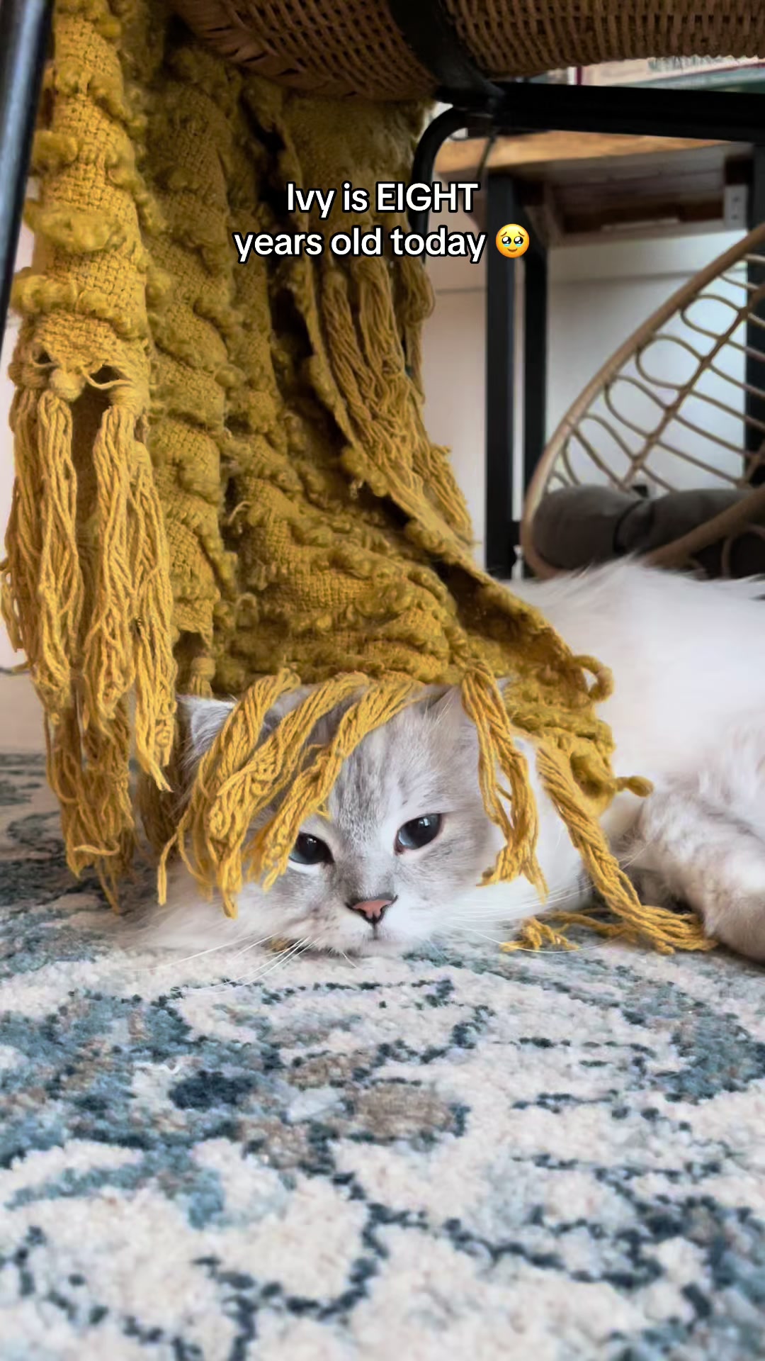 @Merlin Ragdoll
