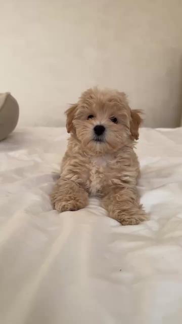 @Maltipoo Puppy Place