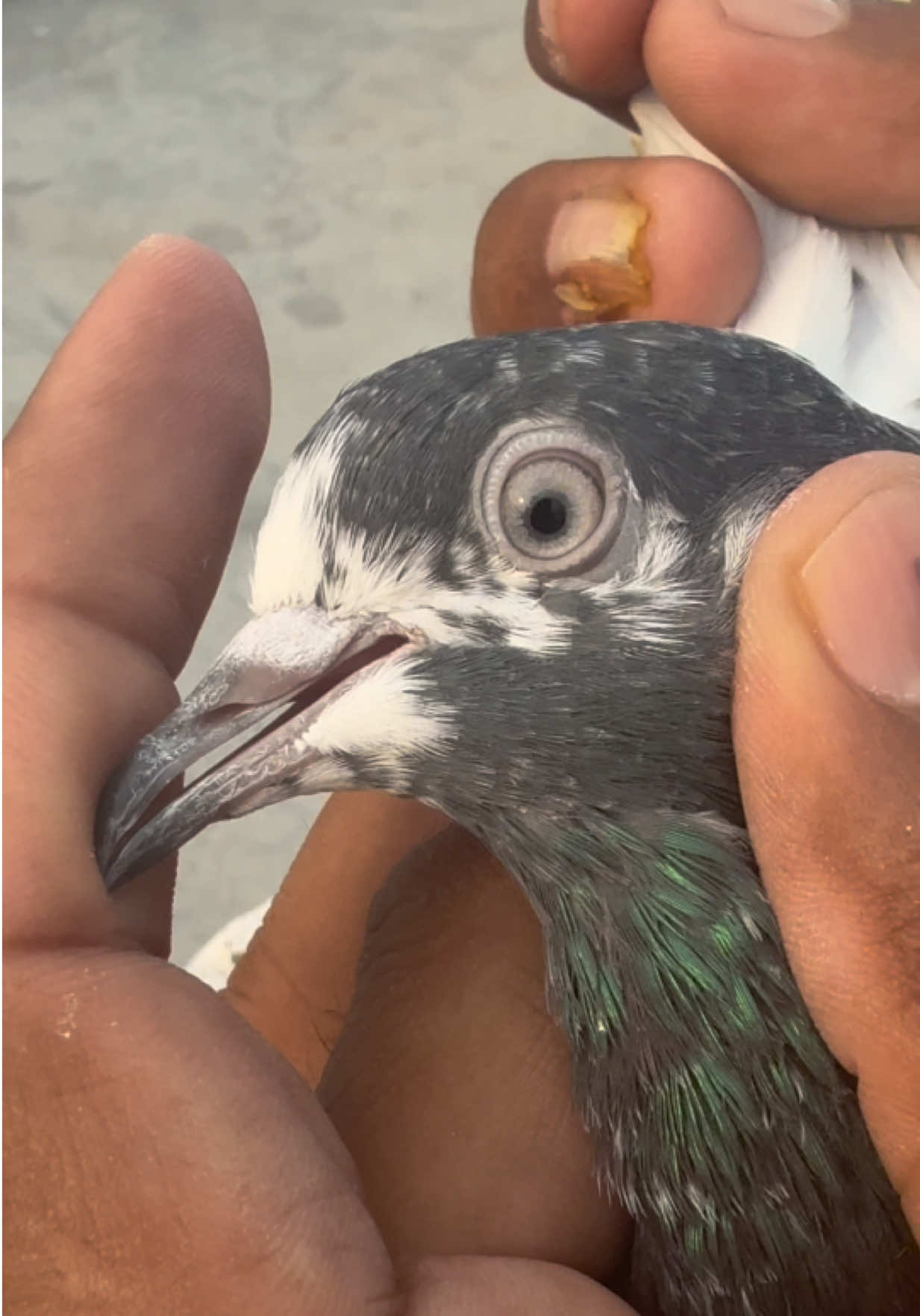 @Aero Pigeons Club