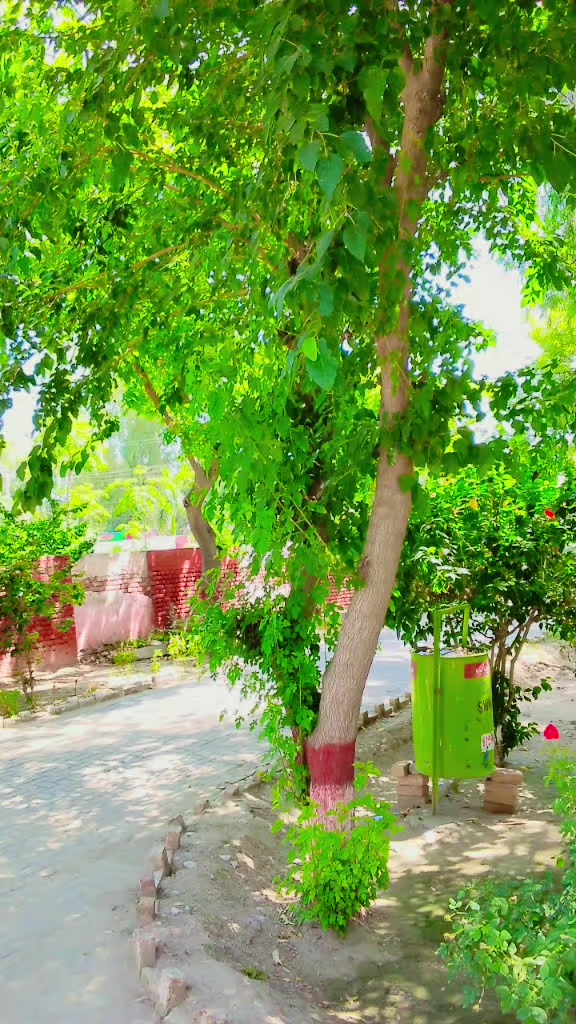 @QamaR Abbas Haral