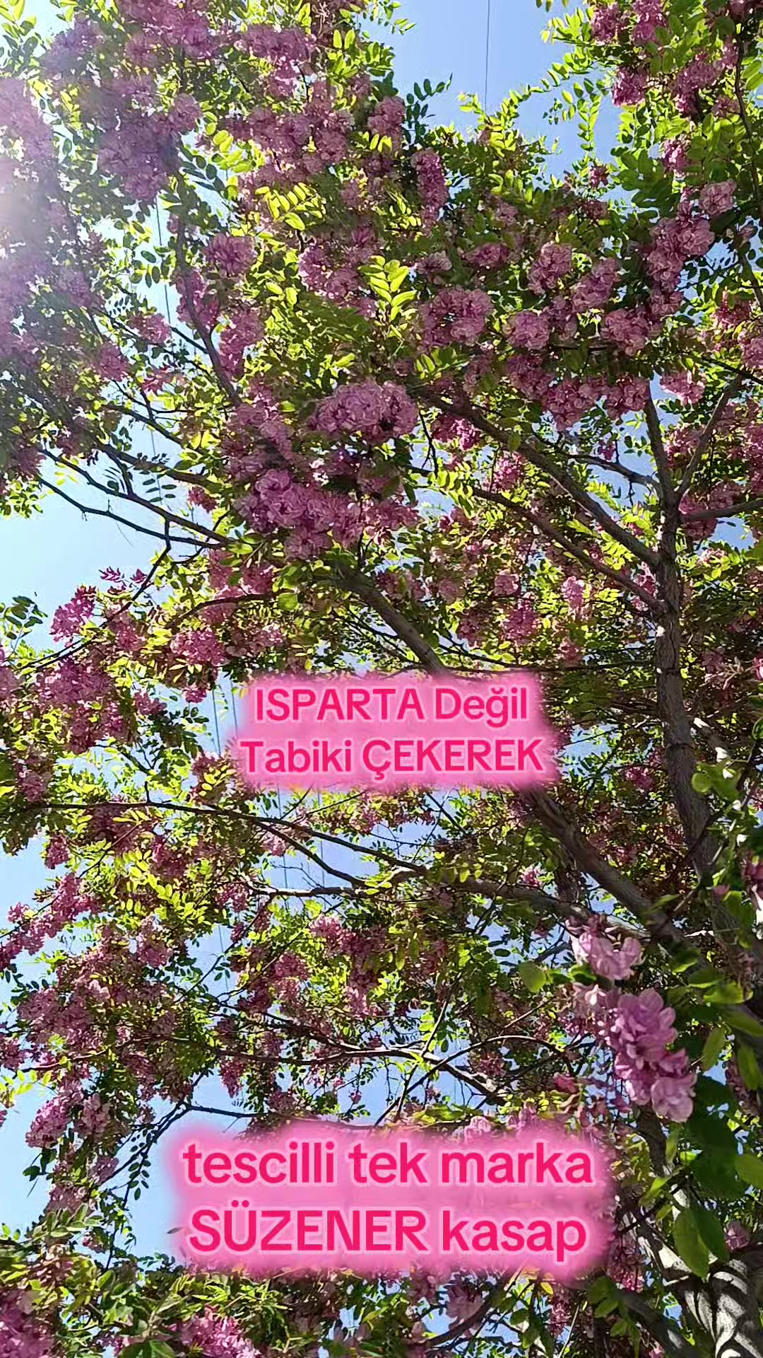 @mesut s&uuml;zener