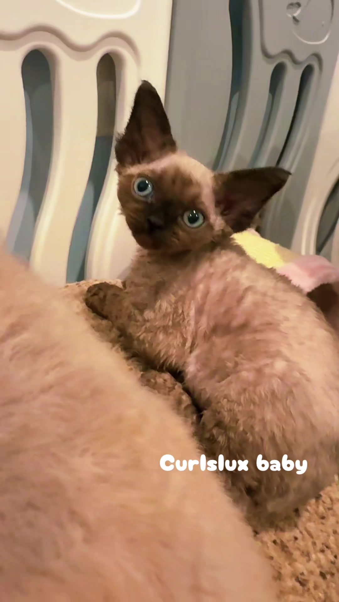 @Curlslux cattery!!🇺🇸