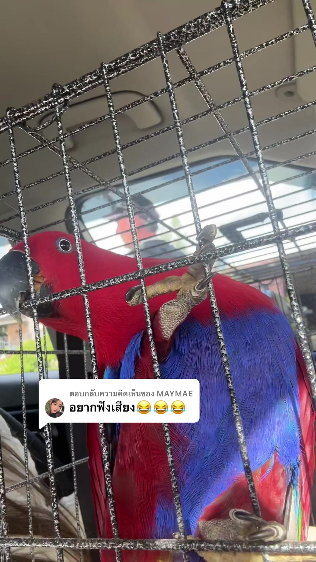 @Female parrot🥰👫🦜