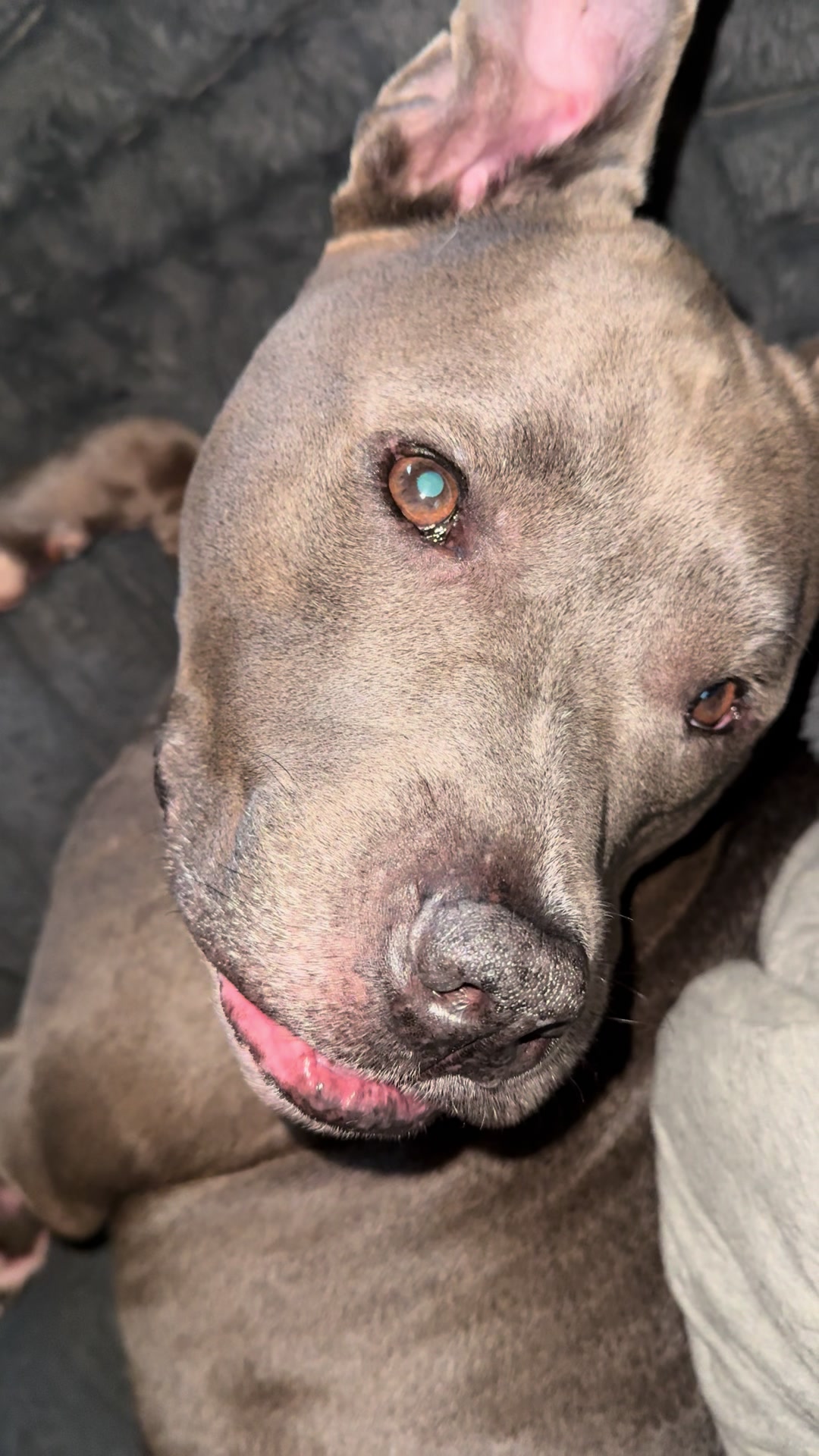 @Pittie Mom