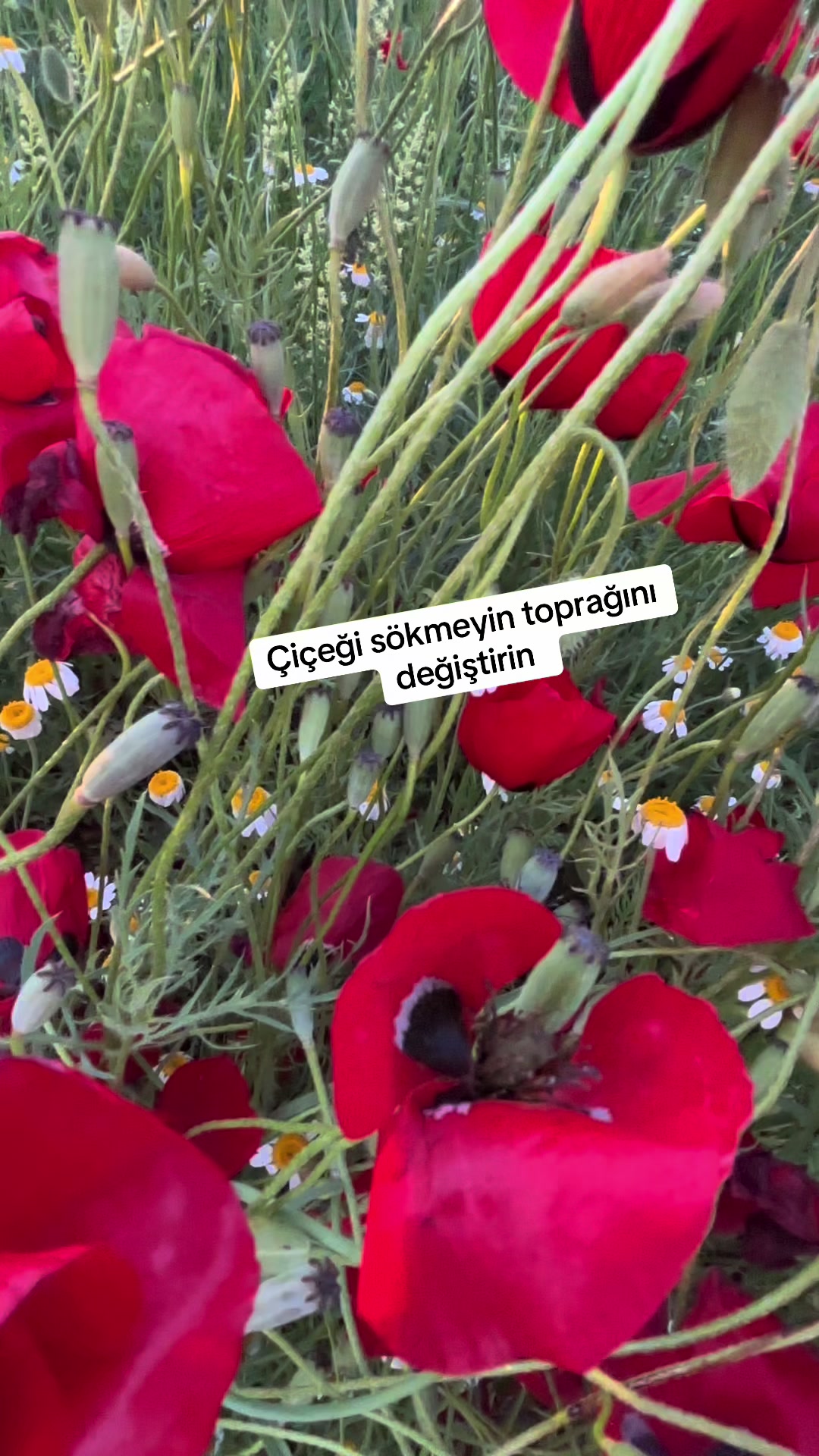 @Havva