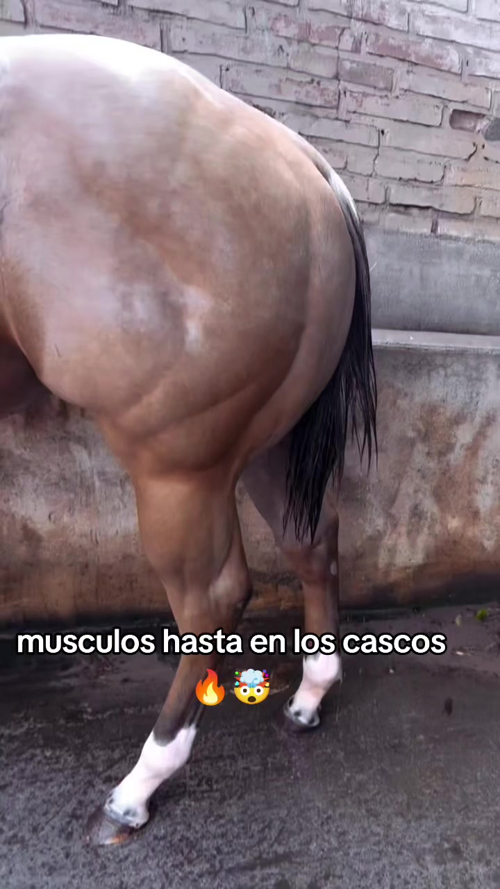 @carriles altos de jalisco🐎