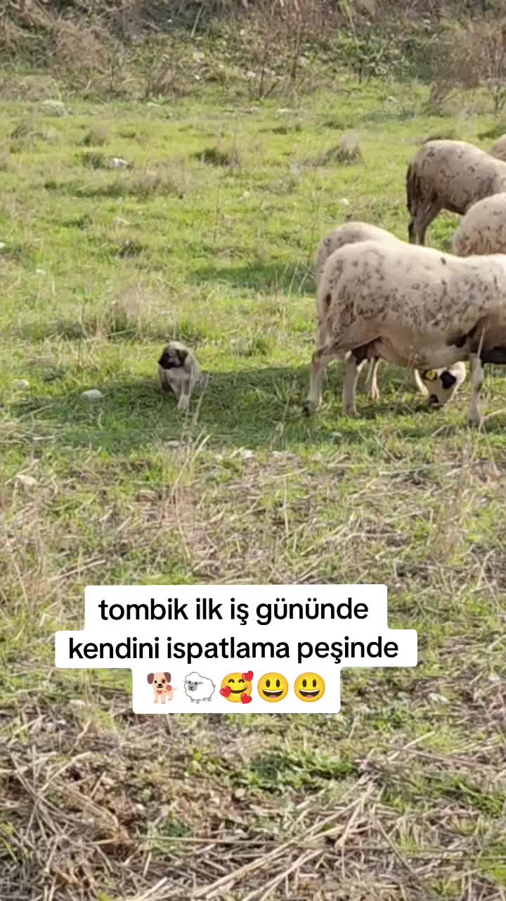@PİSKO👉TOMBİK{45}
