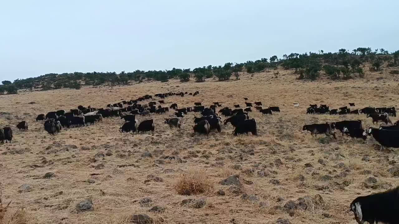 @koçer.12